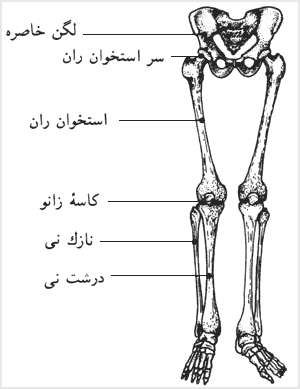 استخوانهای پا